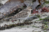 Baird's Sandpiper, juv.