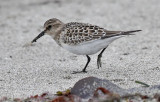 Baird's Sandpiper, juv.