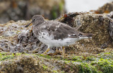 Surfbird, juv.