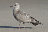 Thayers Iceland Gull, juvenile