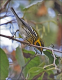 Townsend's Warbler, male