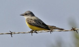 Tropical Kingbird (2 of 3)