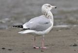 Herring Gull, possible 4th cycle