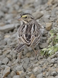 Savanna Sparrow