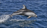 Pacific White-sided Dolphin