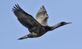 Brandt's Cormorant