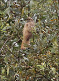 Common Cuckoo (1 of 2)