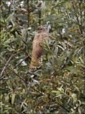 Common Cuckoo (2 of 2)