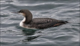 Pacific Loon, juv.