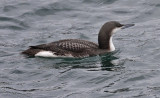 Arctic Loon, juv.