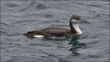 Pacific Loon, juv.