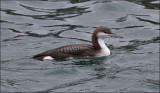 Arctic Loon, juv.