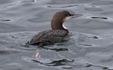 Pacific Loon, juv.