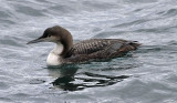 Pacific Loon, juv.