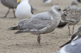 Glaucous-winged x Herring Gull, 2nd cycle