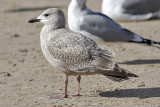 Glaucous-winged x Herring Gull