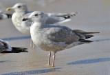 Glaucous-winged x Herring Gull, 2nd cycle