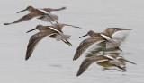 Long-billed Dowitchers, juveniles