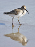 Bairds Sandpiper, juv.