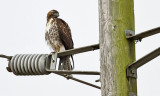 Red-tailed Hawk, juv.