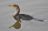 Double-crested Cormorant