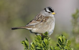 White-crowned Sparrow