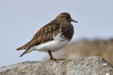 Black Turnstone, juv.