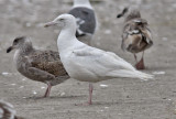 Glaucous gull, 2nd cycle (4 of 9)