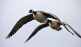Canada Goose, (B.c. occidentalis)