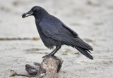 Common Raven (1 of 2)