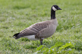 Cackiling Goose, Richardsons