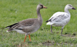Greater White-fronted Goose, juv. Tundra (left) with juv. Snow goose 