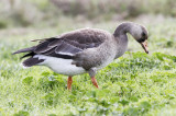 Greater White-fronted Goose, juv. Tundra