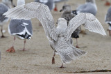 Glaucous Gull, 1st cy - possible back cross with GWGU - (2 of 3)