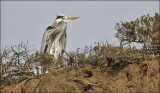 Great Blue Heron, adult