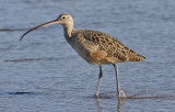 Long-billed Curlew