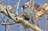 Nuttalls Woodpecker, adult male