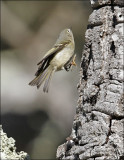 Ruby-crowned Kinglet