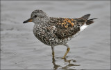 Surfbird, prealternate