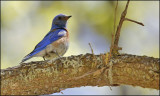 Western Bluebird, male