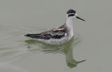 Red-necked Phalarope, basic