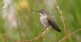 Annas Hummingbird, female adult 