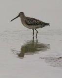 presumed short-billed Dowitcher, juv.