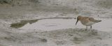 Bairds Sandpiper, juv.