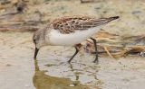 Western Sandpiper, juv.