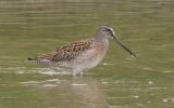 probable Short-billed Dowitcher