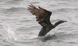 Brandt's CormorantMtyB_1942.jpg