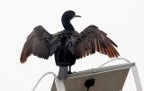 Brandt's Cormorant