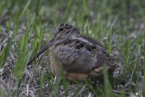 American Woodcock 1