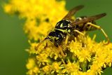 Wasp 1 resized.jpg